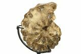 Cretaceous Ammonite (Mammites) Fossil with Metal Stand - Morocco #274614-2